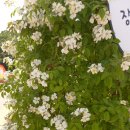 필립스(장미) 이미지