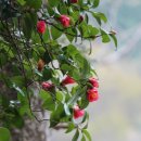 화개십리벚꽃길 이미지