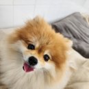 뽀뽀뽀하개 이미지