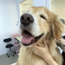 펫디자이너 시나 이미지