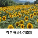 해바라기마을 | 강주 해바라기 마을 축제 실시간 주차 포토존 후기