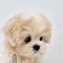 천안강아지분양 우리집퍼피 천안아산본점 (하이도그) | 천안강아지분양 우리집퍼피 천안아산본점 하이도그 입양 초기 적응을 위한 필수 관리법과 재정적 준비 전략