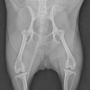 다나은동물병원 이미지