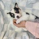 도그마루 강아지고양이 일산점 | 도그마루 강아지고양이 일산점, 반려동물과의 행복한 만남과 일산강아지무료분양