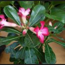 엔젤민박 이미지