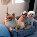 호텔스컴도그 화명점 이미지