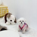 잇츠폴댕 | 모찌 대구 수성구 수제간식:대구 수성구 잇츠폴댕 애견동반•애견용품•강아지 간식