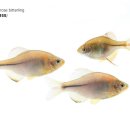 고기이야기 이미지