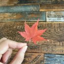 국밥의신 (주)서울나비 | 드레스 저렴하게 구매하기 마샬브라이드 클리어런스 오간자실크 머메이드드레스 피팅 및 구매 후기 가격