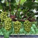 샤인유치원 이미지