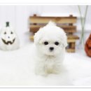 펫샵