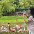순천만국가정원프렌즈 | 🚗 순천만국가정원 주차장 &amp; 홍학 관람 후기 💖 아이랑 가기 좋은 곳