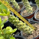 리치아이 이미지