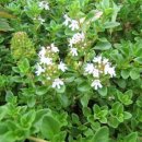 허브 식물과 향기의 이용 이미지