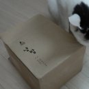 헬로가토스 이미지