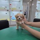 애견왕국 - 상주시 왕산로 254 | 애견왕국