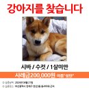 강아지를 찾습니다 / 시바견 성탄이 / 부산시 연제구 / 사례금 지급 이미지