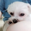 동암동물병원 이미지