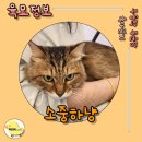 소중하냥 | [파주 고양이 미용] 문산 ‘소중하냥’ 위생목욕 체험 후기
