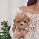 신도시켄넬 네이버블로그
