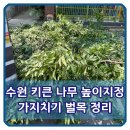 베어힐 행정사 사무소 | 수원 키큰나무 높이지정 가지치기 벌목 정리