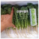 열무. 얼갈이.실파.자두 주문 받습니다. 이미지