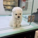 미유펫 강아지분양 고양이분양 전주점 이미지