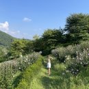 낙산 바다 섭국