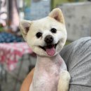 복슬강아지 이미지