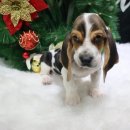 바셋하운드 이미지