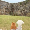 문화애견 이미지