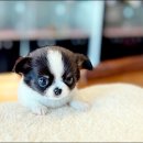타이니퍼피 강아지분양 고양이분양 서울송파 | 장모치와와분양가격 성격 나의 안식처♡