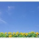 해바라기 이미지