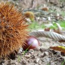 산내들 흑염소 이미지