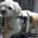 나눔 양한방 동물병원 이미지