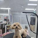 꽃보라미용실 이미지