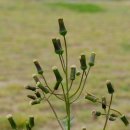 중앙고속도로 단양휴게소 야생화공원 이미지