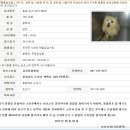 2013년 05월 02일, apms 접수, 충남 논산, 암컷(믹스/10세,우안 실명) 이미지