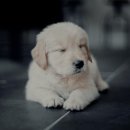 계양SKY동물메디컬센터 이미지