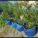 플로리다 농장 이미지