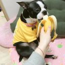 루루 반려견 이미지