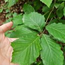 마곡사 야외무대 | 공주 여행 가볼만한곳 유네스코 산지승원 마곡사