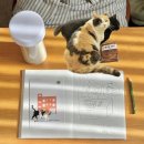 야옹야옹 | 목포 감성숙소 구보스테이 203호 고양이