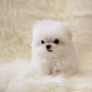 샵펫 강아지분양 울산점 이미지