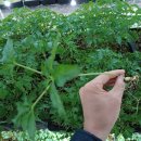 이노팜코리아 이미지