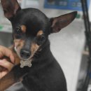 공덕 건강한 동물병원 이미지