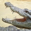 스마일스튜디오치과의원 네이버블로그