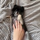 동물진료법인피케이동물병원 | 임시보호 N회차 임시보호 찐꿀팁과 후기! 임시보호를 고민 중이라면 꼭 읽어주세요!!!