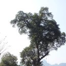 블루라군 이미지