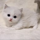 천안고양이분양 베스트캣 제나캣 천안점 이미지